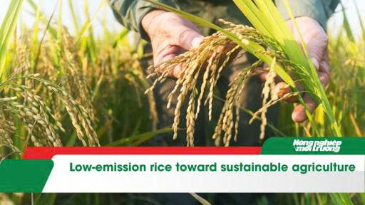 Low-emission rice toward sustainable agriculture
